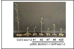 BcSOC1-1 soc1-2 과발현체의 개화시기 변화