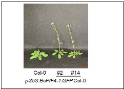 BcPIF4-1 Col-0 과발현체의 개화시기 변화