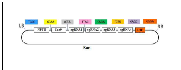 SIER 프로모터 편집을 위한 4 target guide RNA vector 제작