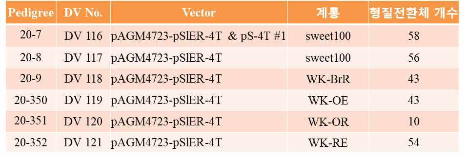 S 및 SIER 프로모터 편집 유전자가 도입된 형질전환체