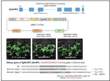 콩 특이적 GmMTL 유전자 target guide RNA construct 제작 및 GmMTL 유전자 편집라인 콩 확보