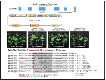 콩 특이적 GmpPLAII 유전자 target guide RNA construct 제작 및 GmpPLAII 유전자 편집라인 콩 확보