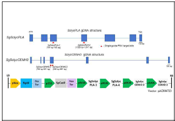 토마토 특이적 SolycpPLAII 및 SolycCENH3 유전자 target guide RNA 정보 및 유전자 편집 DNA construct