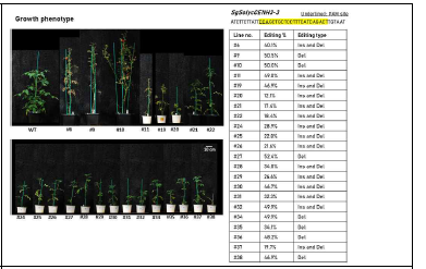 SolycCENH3 유전자 편집 토마토 형질전환체 확보