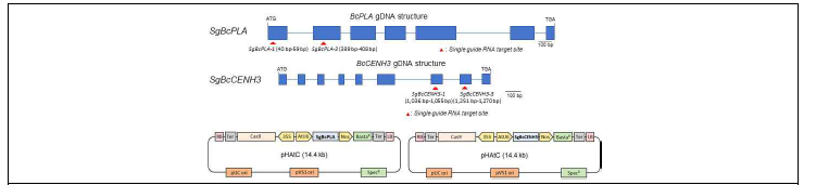 청경채 특이적 BcpPLAII 및 BcCENH3 유전자 target guide RNA 정보 및 유전자 편집 DNA construct