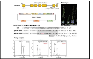애기장대 AtpPLAII 유전자 편집 라인 확보 및 반수체 유도기능 검증