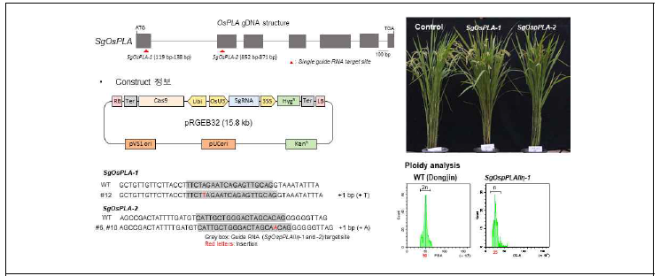 벼 (동진벼) 특이적 OspPLAII 유전자 target guide RNA construct 제작, OspPLAII 유전자 편집라인 벼 확보 및 배수성 검정결과