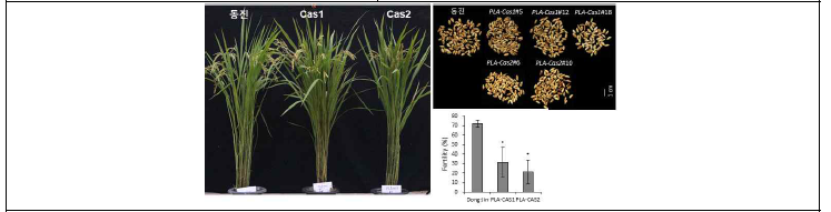 벼 (동진벼) 특이적 OspPLAII 유전자 편집라인 식물체, 종자 표현형 및 수정률 분석 결과
