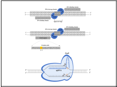 Some of the major genome-editing technologies