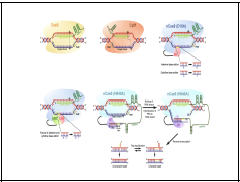 The main CRISPR-Cas-mediated genome-editing systems