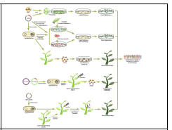 Strategies for delivery of the CRISPR-Cas system into plants