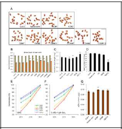 pPLAIIIαexpression associates with increased germination rate and seed size