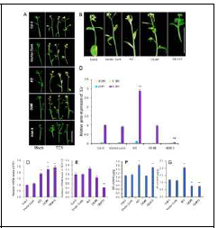 Increased SA in pPLAIIIα-OE enhances turnip crinkle virus (TCV) resistance by changing transcript levels of PR1 and PDF1.2