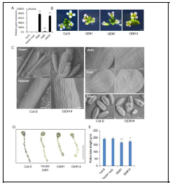 Overexpression of pPLAIIIγ altered cell elongation patterns in floral organs