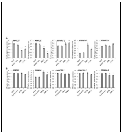 Expression levels of microtubule-associated protein (MAP) genes in pPLAIIIγOE