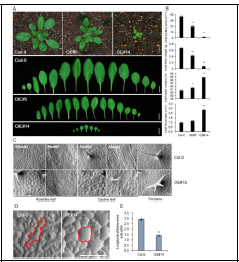 Overexpression of pPLAIIIγ alters the size and shape of leaves, including the epidermal cells