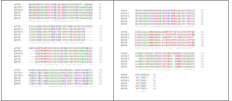 초형조절 PIF4 상동 유전자. At: 애기장대, Bc: 청경채, Br: B. rapa, Bo: B. oleracea), Bn: B. napus