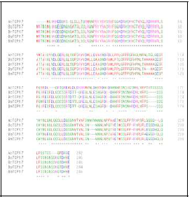 초형조절 TCP17 상동 유전자