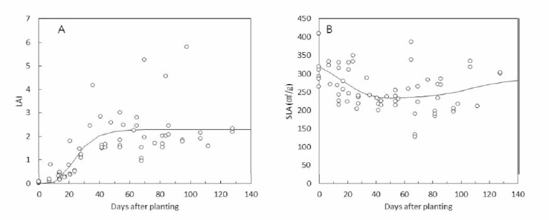 소과종 토마토 시뮬레이션 프로그램의 기본 데이터 세트를 제공하기 위한 정식 후 일수에 따른 엽면적지수(A)와 비엽면적(B) 모형. 정식 후 일수에 따른 엽면적지수(A)와 비엽 면적 모형은 이중 S 생장함수를 이용하여 개발함