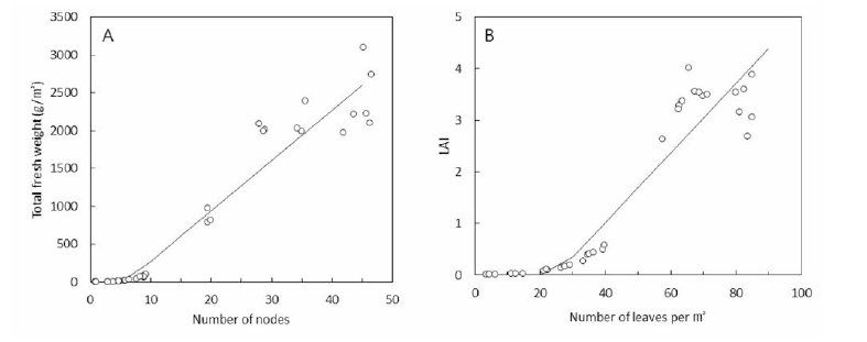 대과종 토마토의 마디수와 총 생체중의 관계(A )，단위면적당 엽수와 엽면적지수의 관계(B)