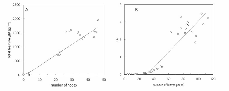 소과종 토마토의 총 생체중과 마디수의 관계(A )，엽면적지수와 단위면적당 엽수의 관계(B)