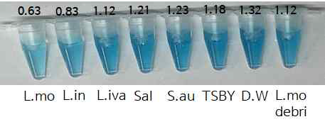 균주에 따른 발색 결과
