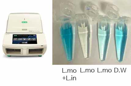PCR 기계로 증폭 시 결과