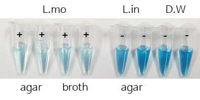 Agar 또는 broth 배양에 따른 안정성 평가