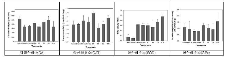 포장A의 봄재배 멜론작물의 지질산화도 및 항산화효소 활성