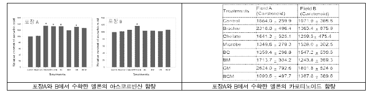 포장 A와 B 여름재배 멜론의 아스코르빈산 함량