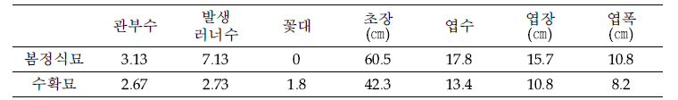 딸기 모주 생육 조사 (2021.5.24)