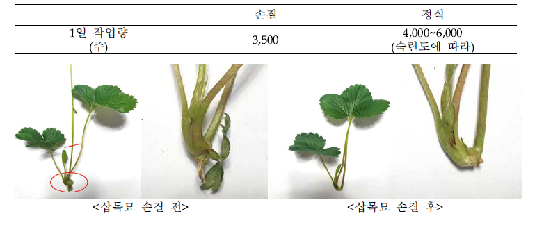 삽목 육묘를 위한 새끼 모 손질 및 작업량 (2인, 8시간 기준)