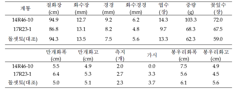스탠다드 장미 우량 3차 계통 특성 조사(조사일 7.23)