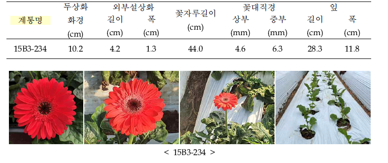 거베라 우량 3차 계통 특성 조사