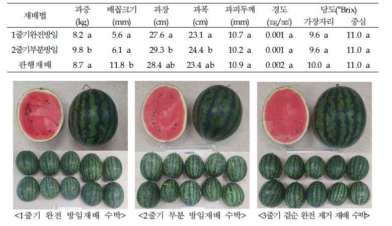 실증농가 3. 김○○ 농가 수박 과실 특성 조사 (‘21.7.6.)