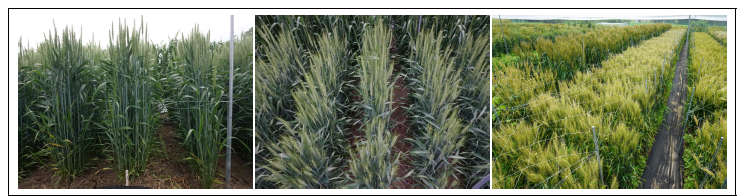 Phenotype of ‘KOMAC9’in ‘20-’21 Deokso field (left&middle: 2021-05-04 , right: 2021-06-05)