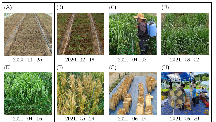 경기도 남양주시 고려대학교 부속 실습 포장 (‘20-’21). (A) 파종 후 발아, (B) 월동 중 생육, (C) 살충제 살포, (D) 출수 전 생육, (E) 출수기, (F) 성숙기, (G) 수확 후 건조, (H) 건조 후 탈곡