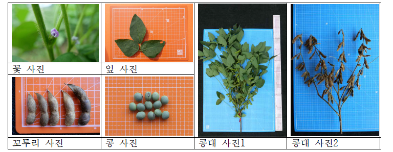 사진 촬영 예시