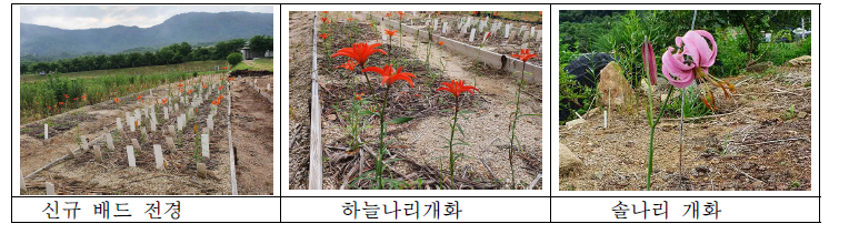 신규 마사토 배드 조성 현황