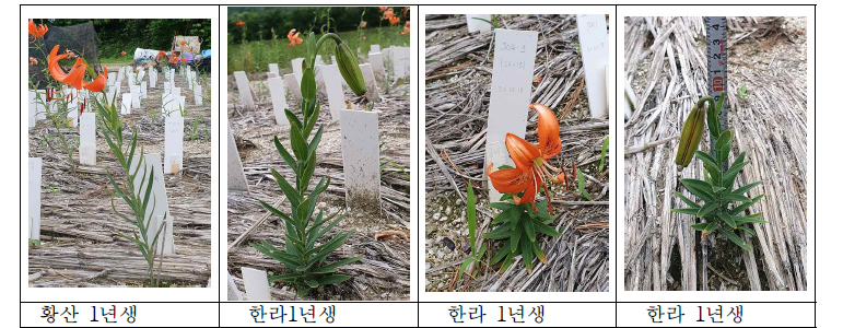 한라산과 육지(황산)의 1년생 털중나리 생육 비교. 한라산 자원은 잎이 매우 단단하고 초장이 현저히 작은 것으로 관찰되었음