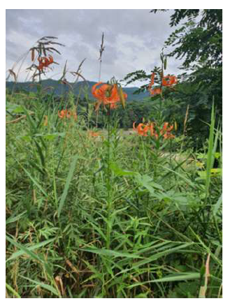 화천 산양리 하천변 중나리 사진