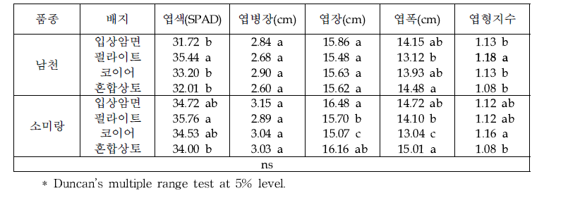 배지 종류별 잎들깨 잎 생육(10.26 조사)