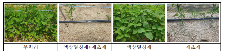 액상멀칭제 등 약제 처리후 4주차 처리구별 약효