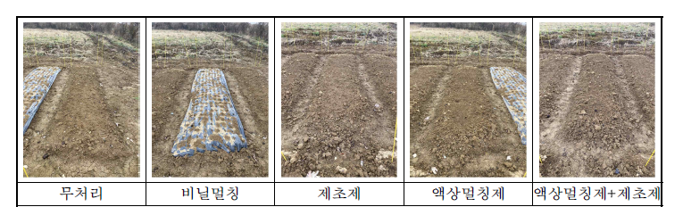 마늘 재배지에서 액상멀칭제 등 약제 처리후 4주차 처리구별 약효