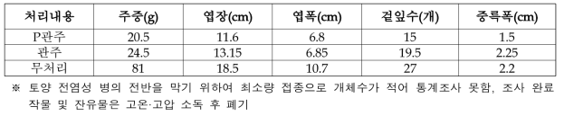 배추 반쪽시들음병 접종 식물체 생육조사