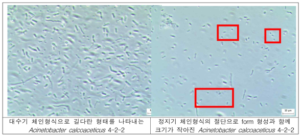 Acinetobacter calcoaceticus 4-2-2 배양 중 현미경 사진