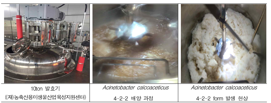 Acinetobacter calcoaceticus 4-2-2 10 ton 대량 배양 공정 중 form 발생 현상