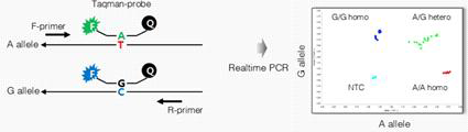 Real-time PCR 기반 SNP 검출 원리