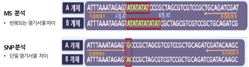 MS 분석 기술과 SNP 분석 원리 차이