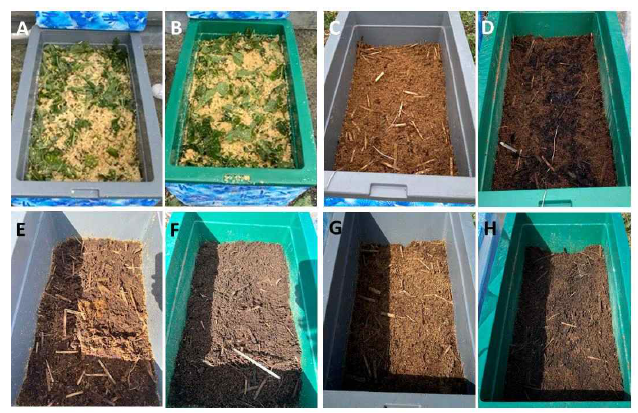 퇴비화 진행에 따른 인삼부산물의 변화 (A) 1일째 미생물제제 무처리구, (B) 1일째 미생물제제 처리구, (C) 15일 째 미생물제제 무처리구, (D) 15일 째 미생물제제 처리구, (E) 30일 째 미생물제제 무처리구, (F) 30일 째 미생물제제 처리구, (G) 45일 째 미생물제제 무처리구, (H) 45일 째 미생물제제 처리구